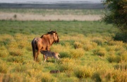 blue_wildebeest (4)